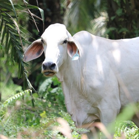 A ban on Australian live cattle exports would result in a net increase in animal suffering worldwide
